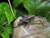 Pholidoptera griseoaptera